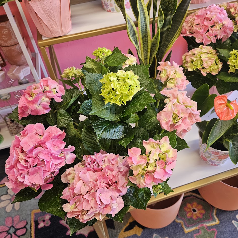 6 inch Hydrangea