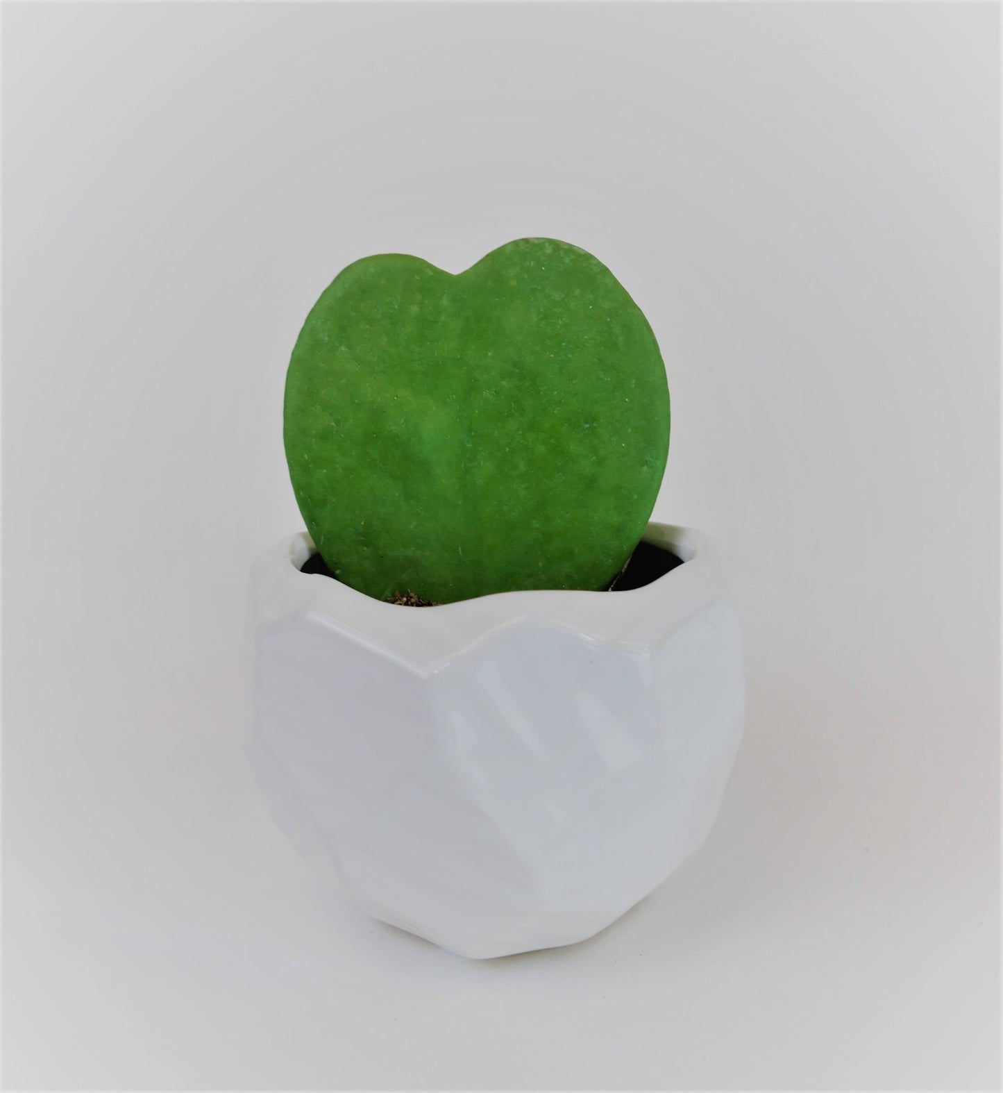 Heart Hoya - Single Green