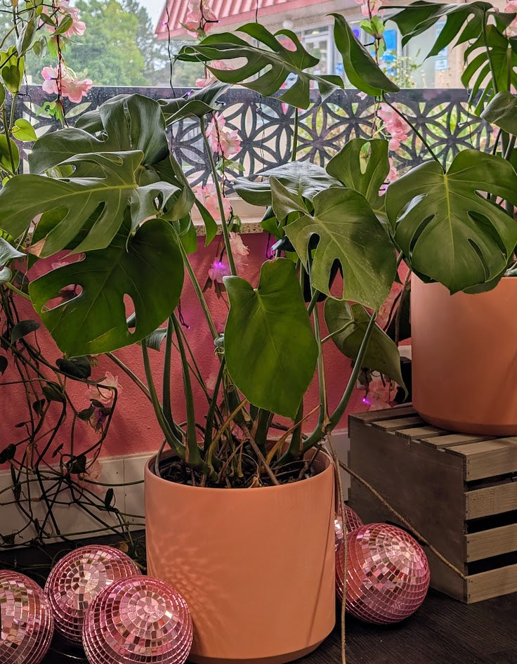 Monstera Plant in ceramic pot