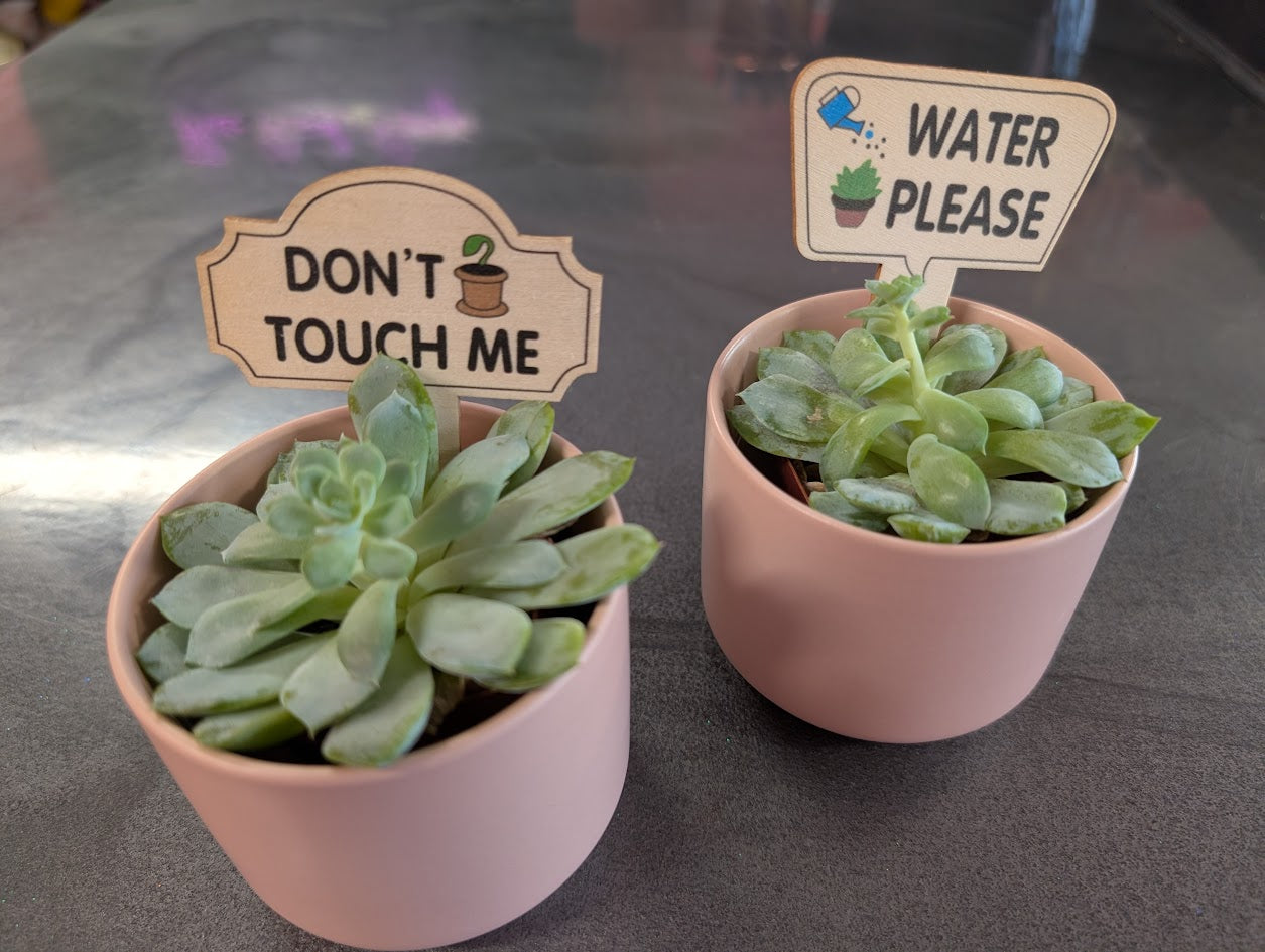 2'' Succulent in pink ceramic pot