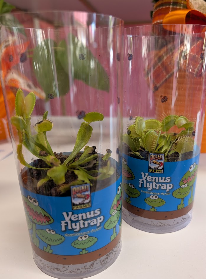 Venus fly trap