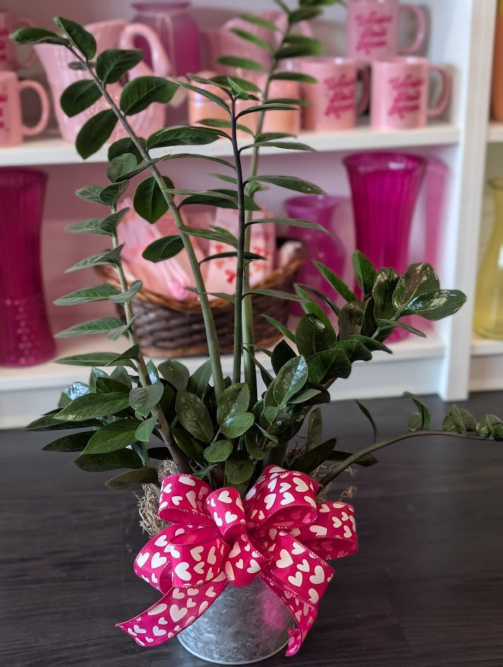 6'' ZZ Plant