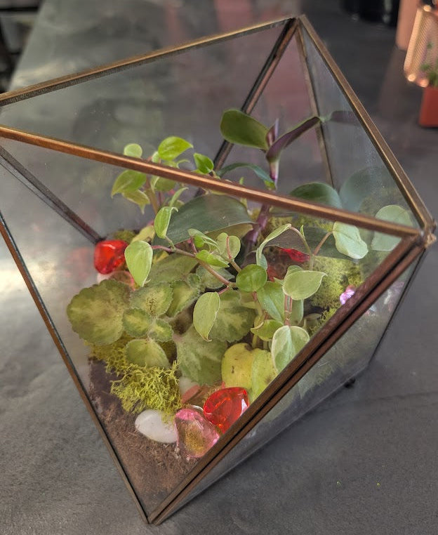 Large geometric terrarium