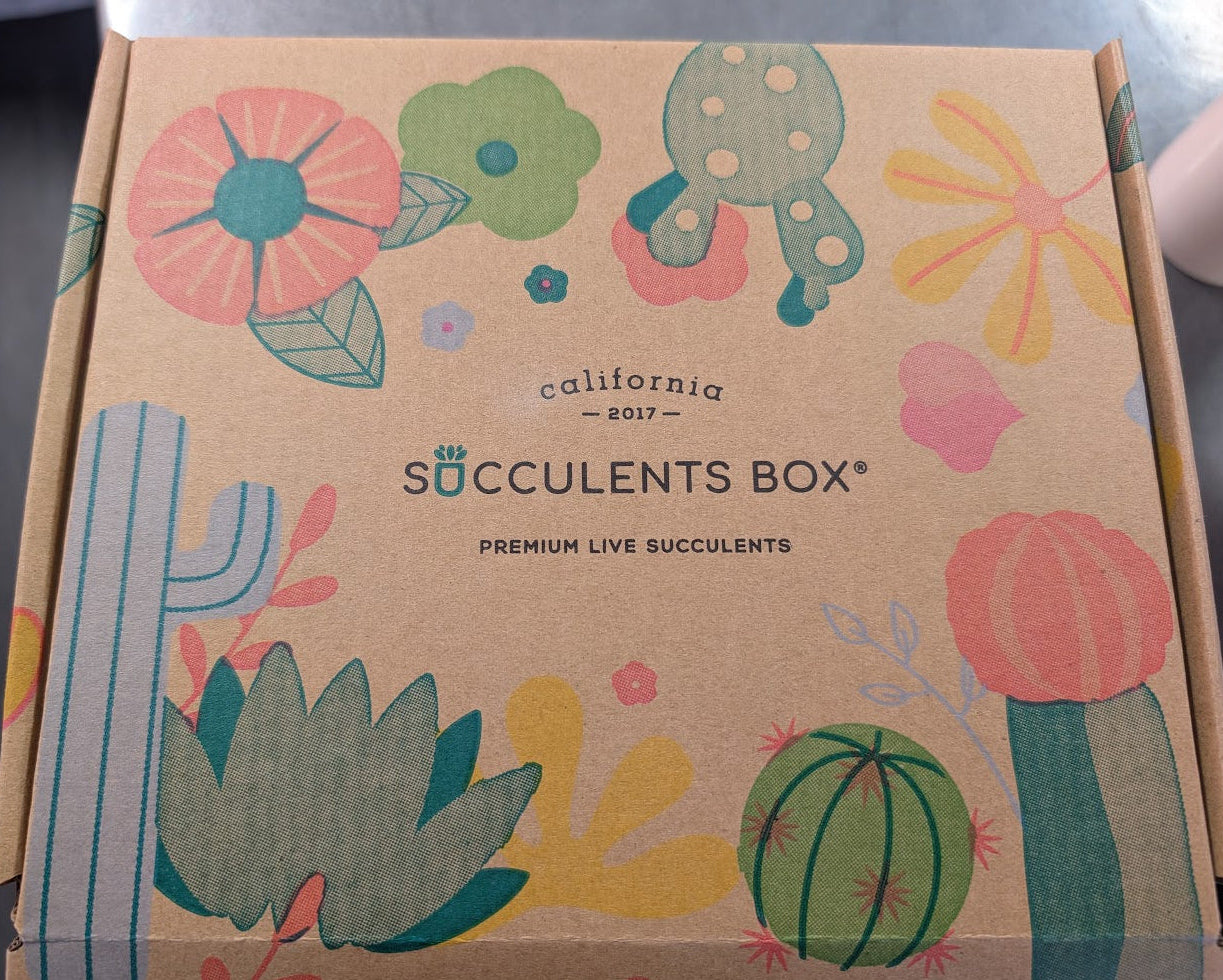 Succulent gift box