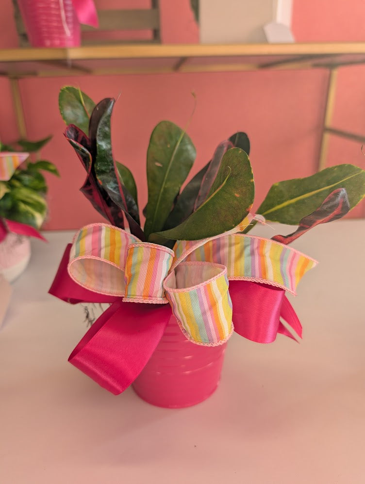 4'' Croton