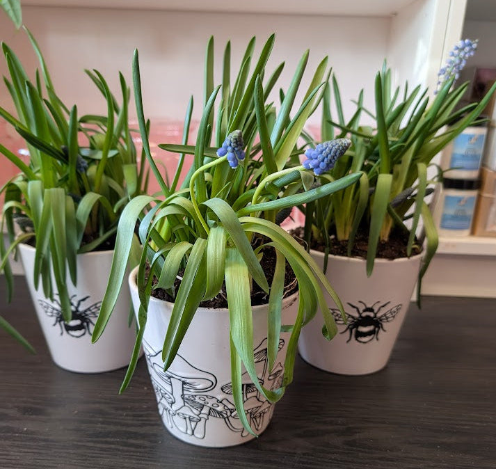 6'' bulb in spring ceramic pot