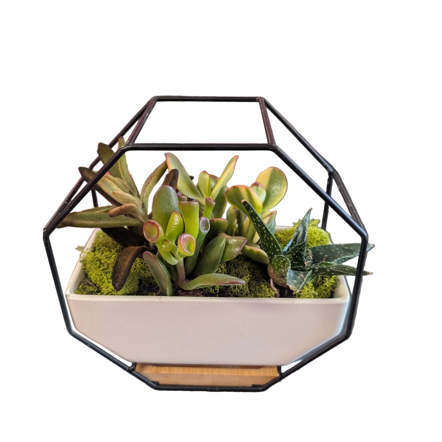 Geometric succulent planter