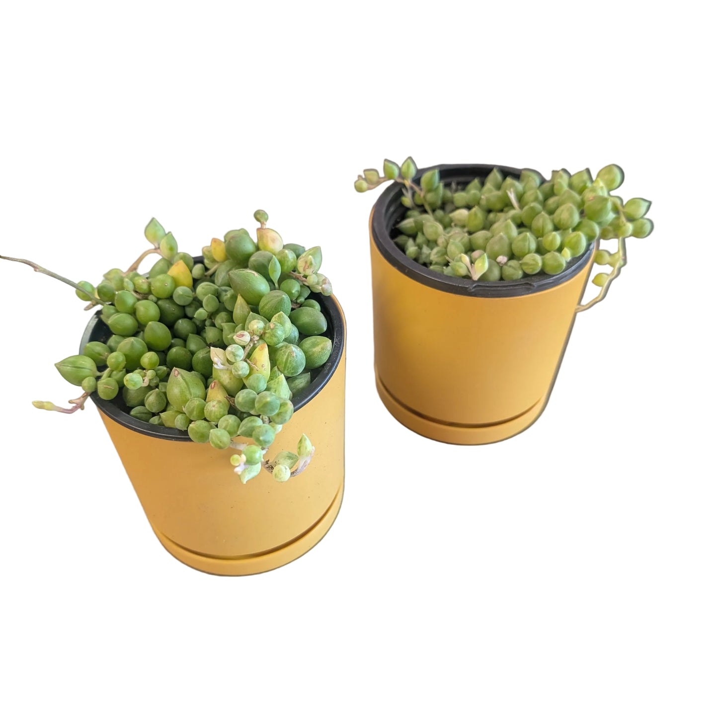 String of pearls