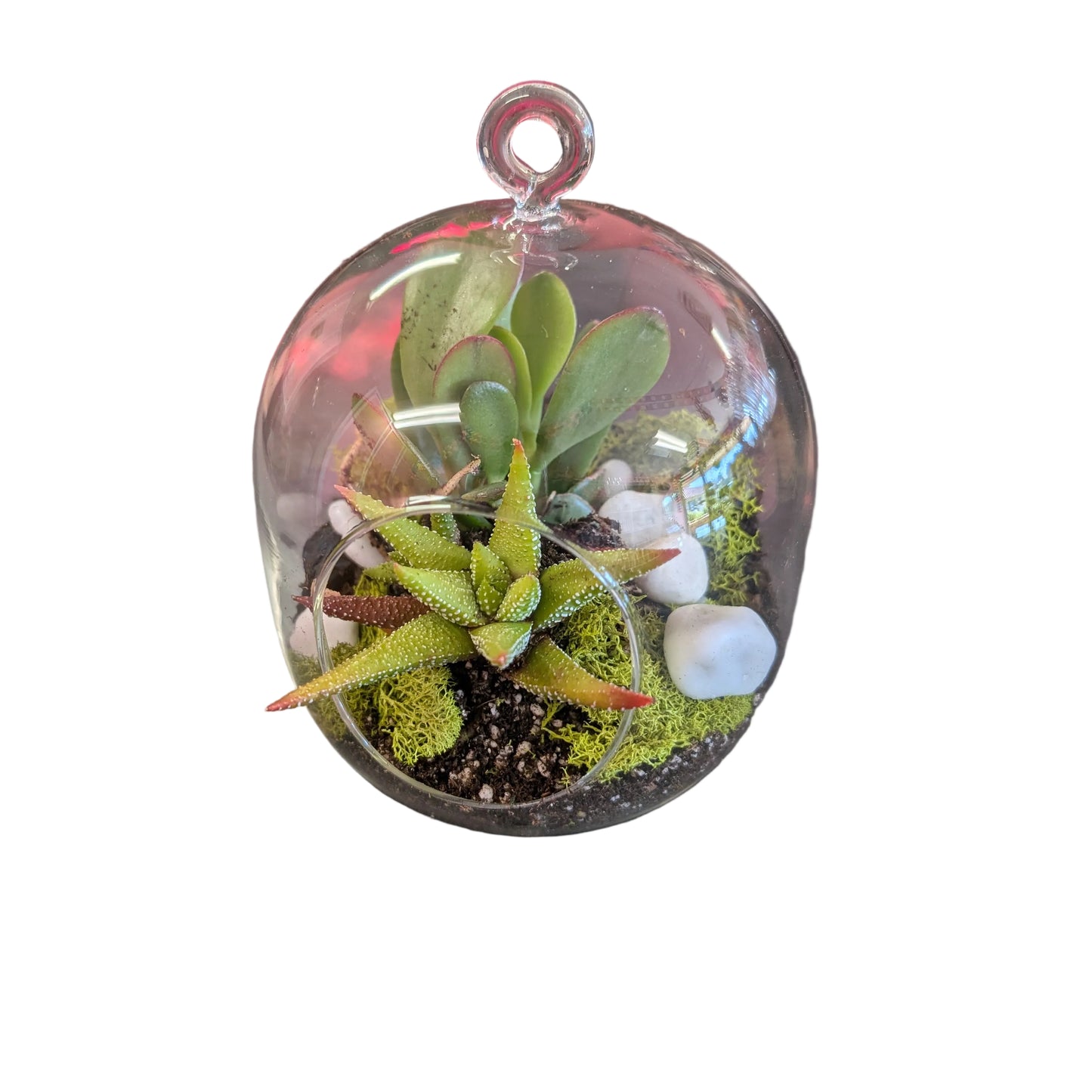 Medium succulent terrarium