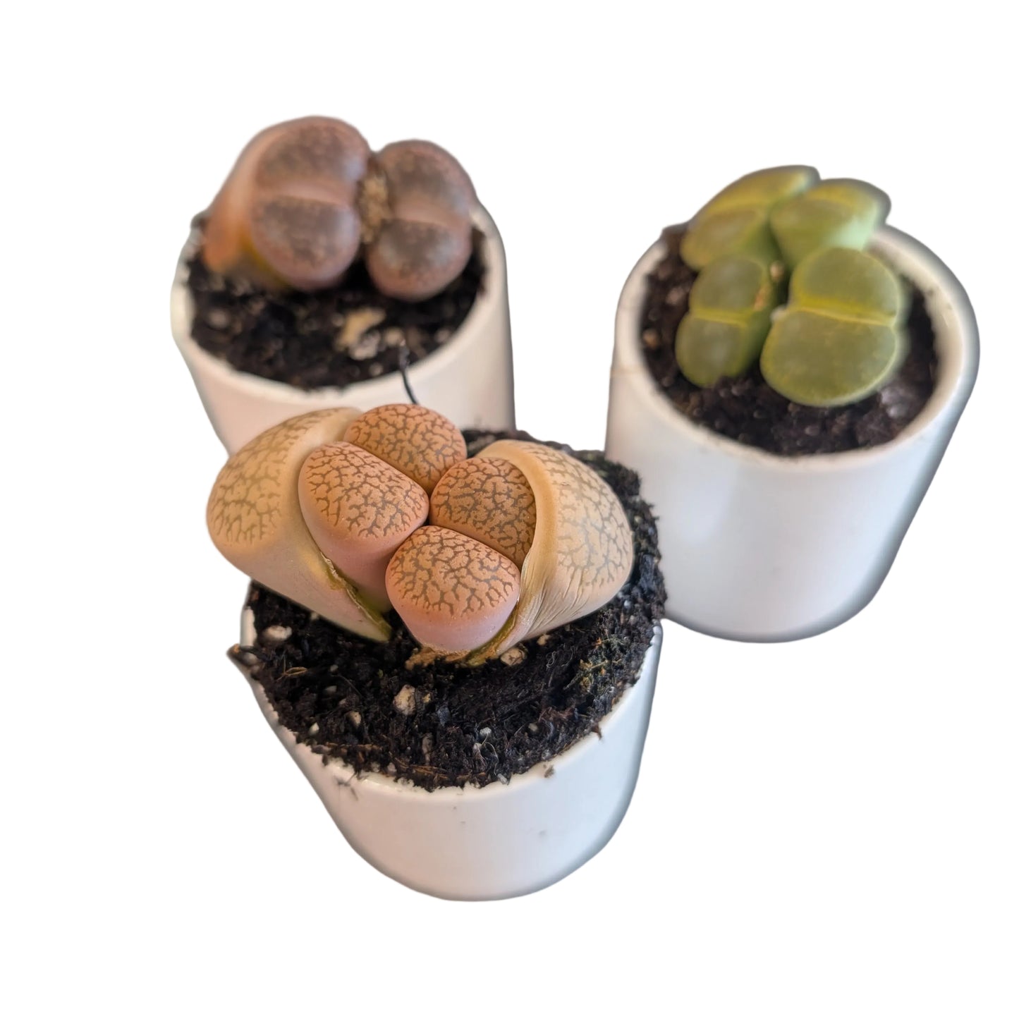 Stone plant