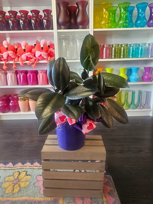 Rubber Plant (Ficus Rubber Burgundy)