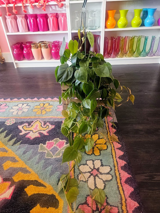 Hanging Philodendron (Philodendron Cordatum)