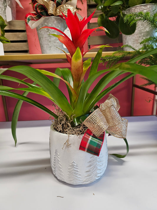 Bromiliad in holiday pot