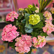 6 inch Hydrangea