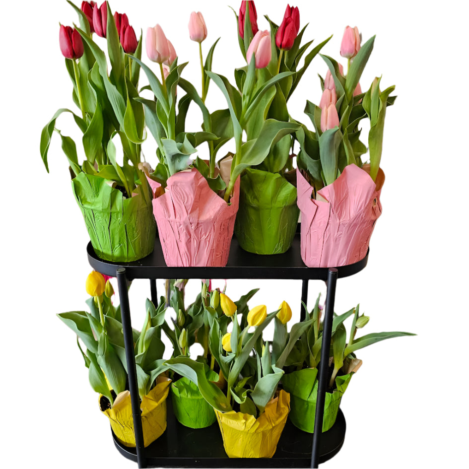 6 inch Tulip