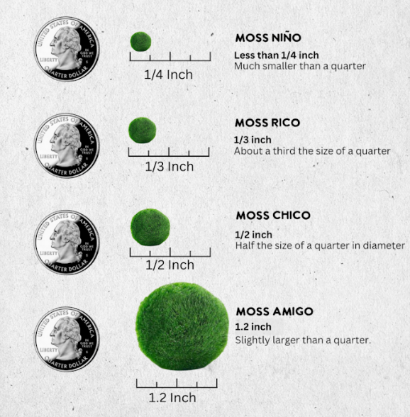 Classic Small Marimo Moss Ball Terrarium - 6-Pack