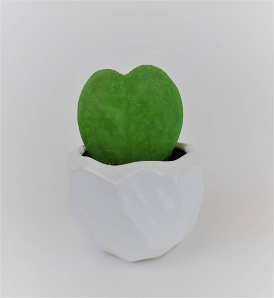 Heart Hoya - Single Green