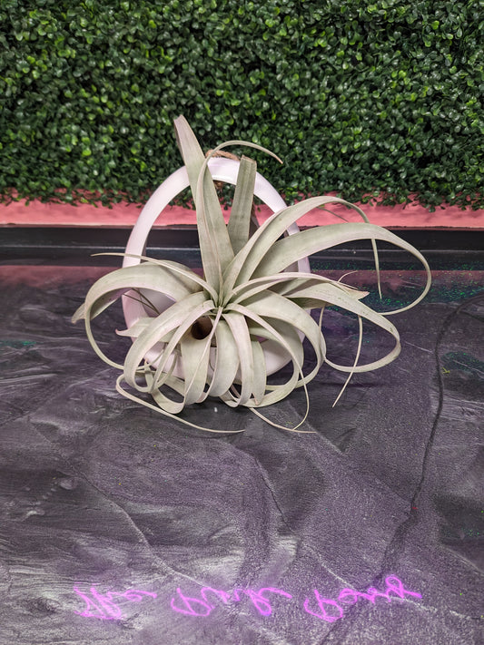 Big Air plant