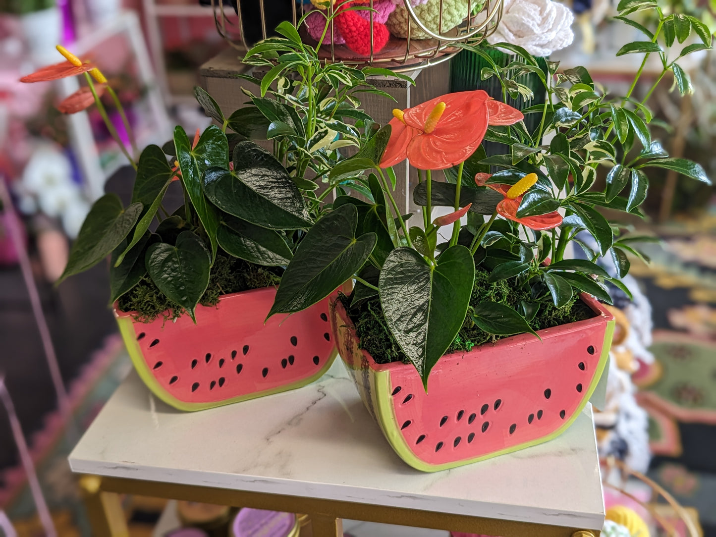 Mix of plants in a watermelon pot