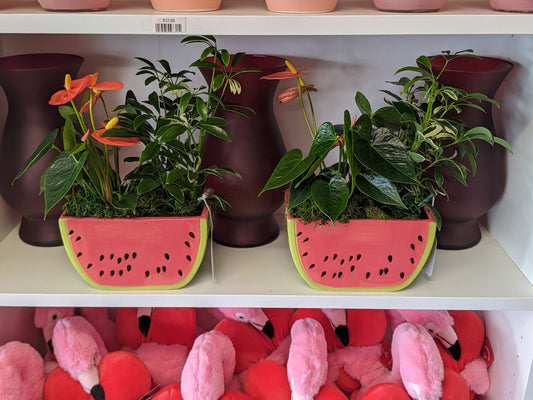 Mix of plants in a watermelon pot