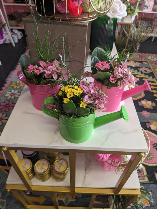 Small planted watering can