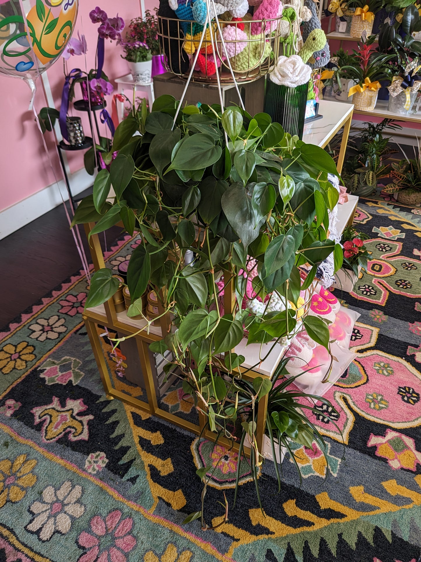 Hanging Philodendron (Philodendron Cordatum)