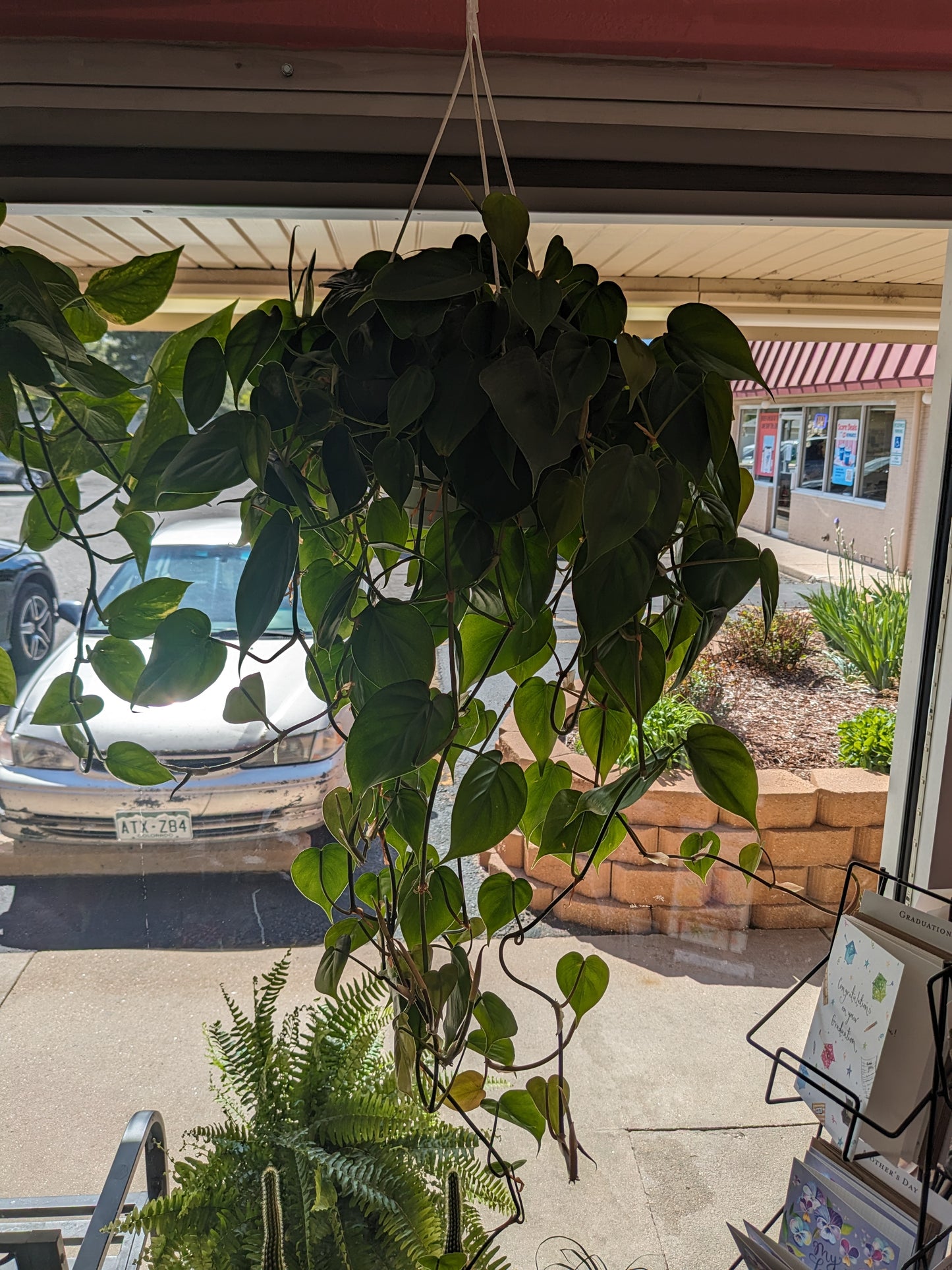 Hanging Philodendron (Philodendron Cordatum)