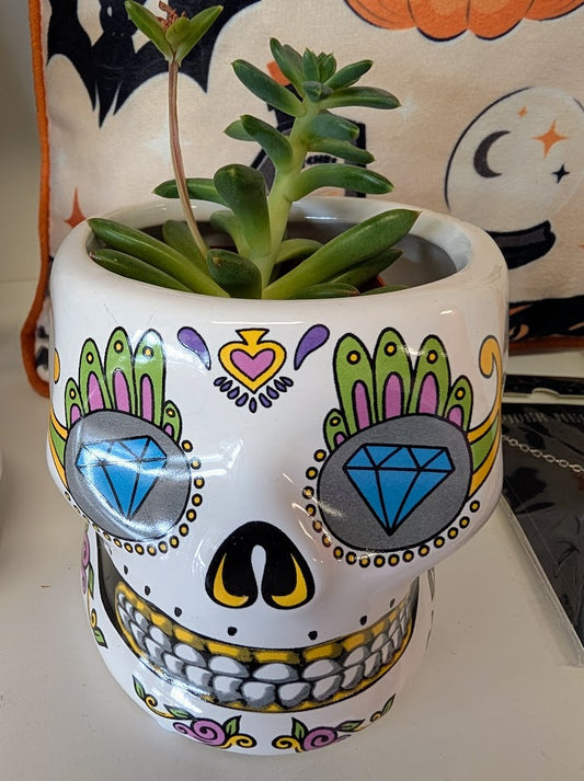 Succulent in sugar skull planter