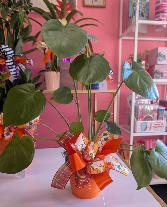 4'' Monstera Deliciosa