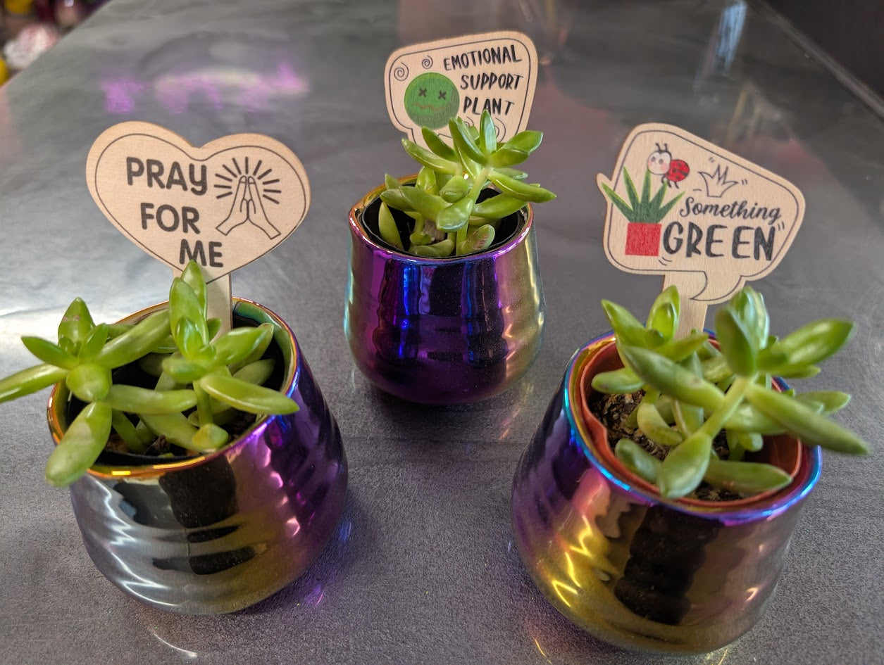 2'' Succulents