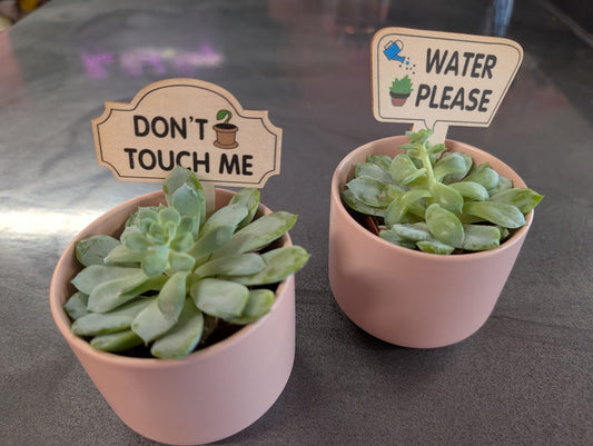 2'' Succulent in pink ceramic pot