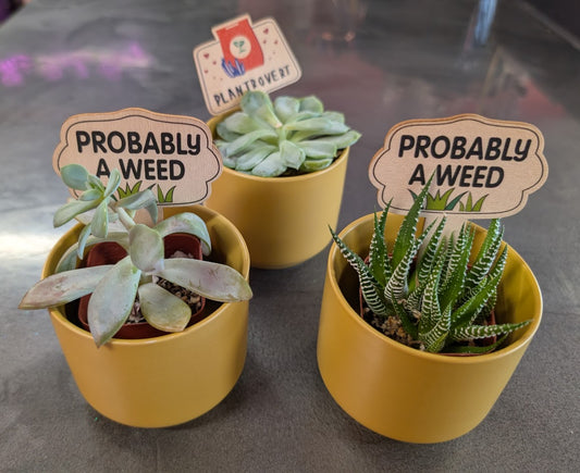 2'' Succulent in yellow ceramic pot