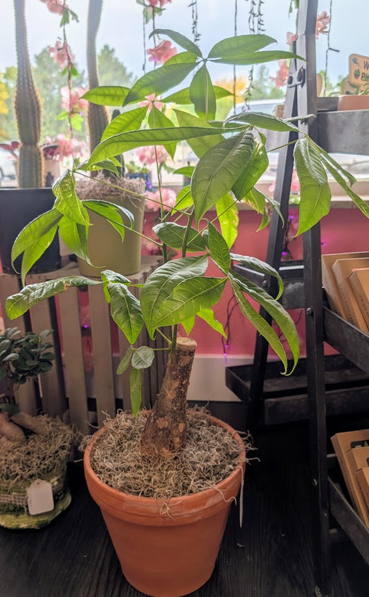 Money tree in clay pot