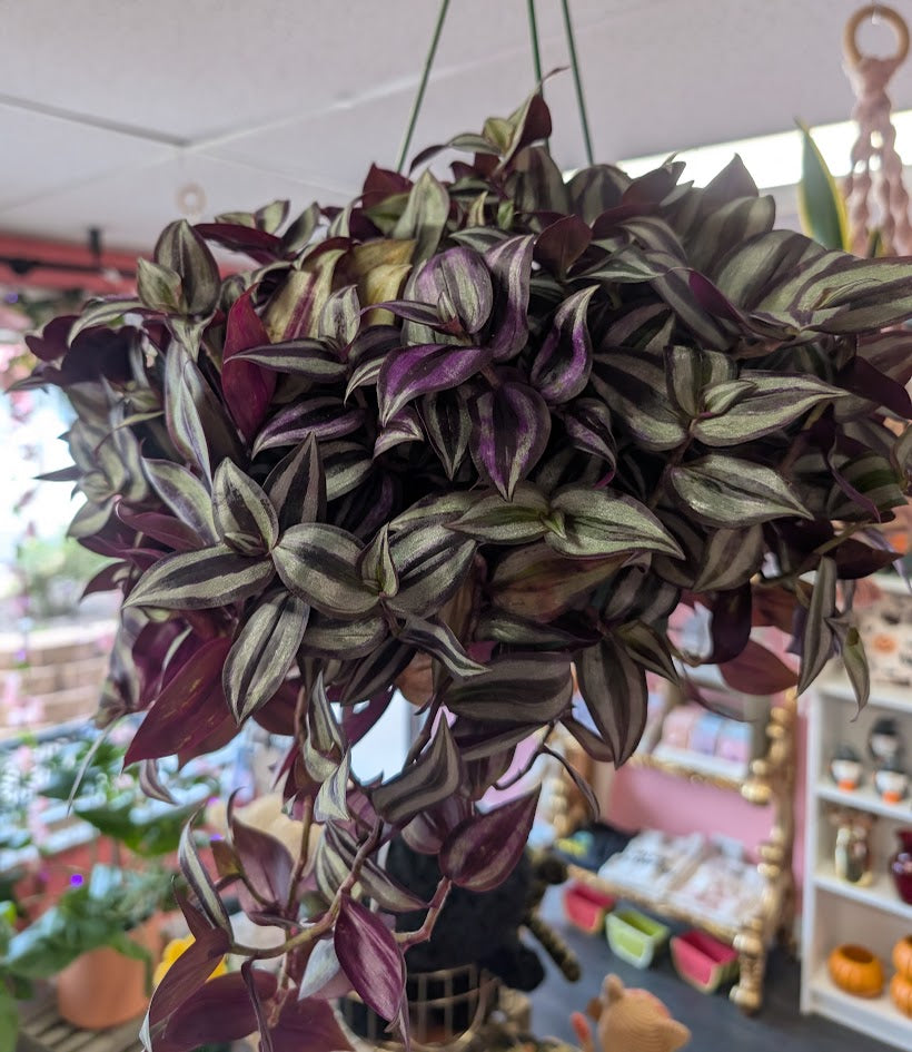 Wandering Jew hanging plant