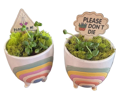 Succulents in rainbow planter