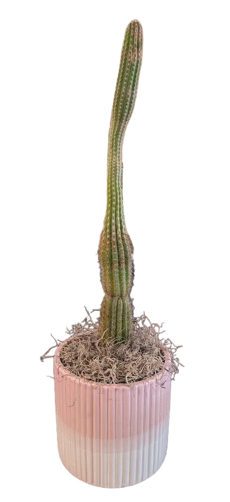 Large cactus