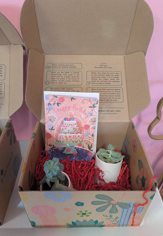 Succulent gift box