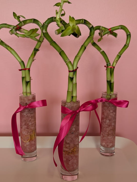 Heart shaped bamboo plant