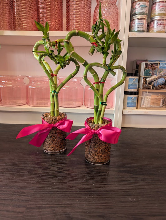Double heart bamboo