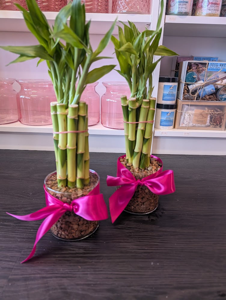 8'' Straight lucky bamboo stalk bundle