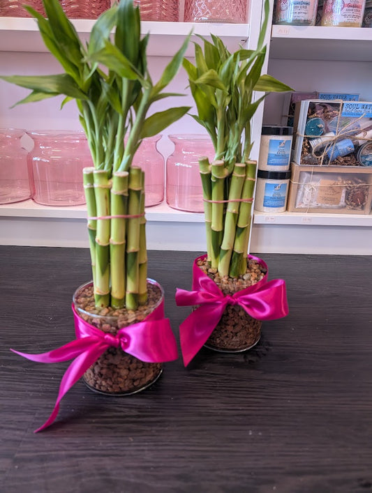 8'' Straight lucky bamboo stalk bundle