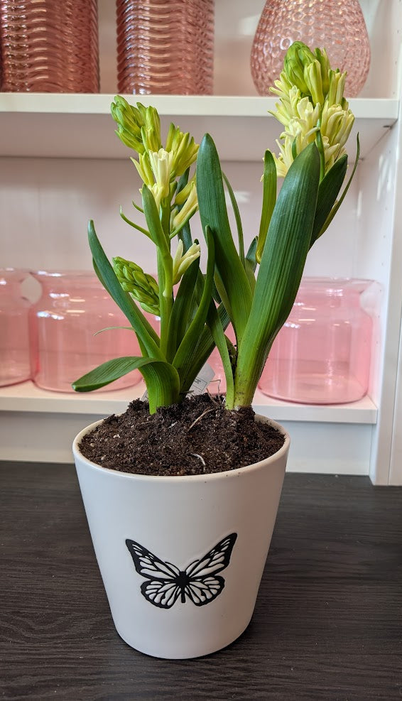 6'' bulb in spring ceramic pot