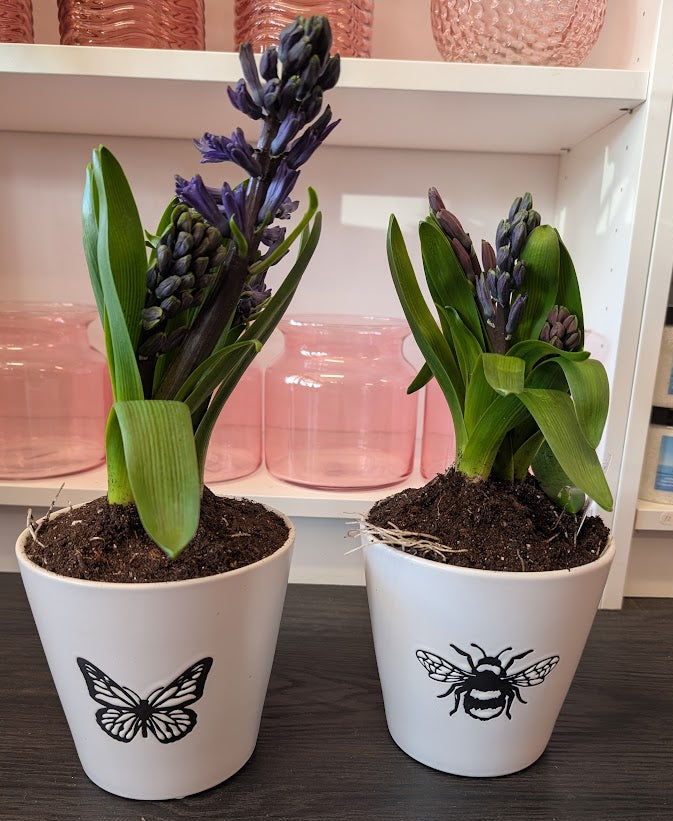 6'' bulb in spring ceramic pot