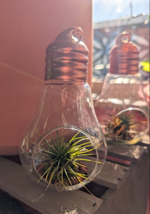 Air plant in lightbulb