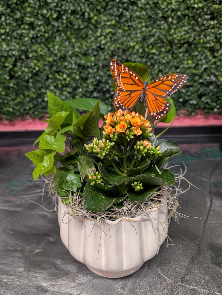 Kalanchoe garden
