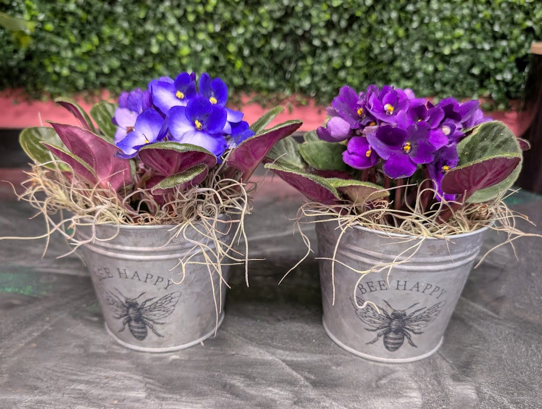 African violet