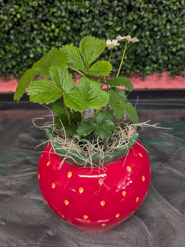 Strawberry plant