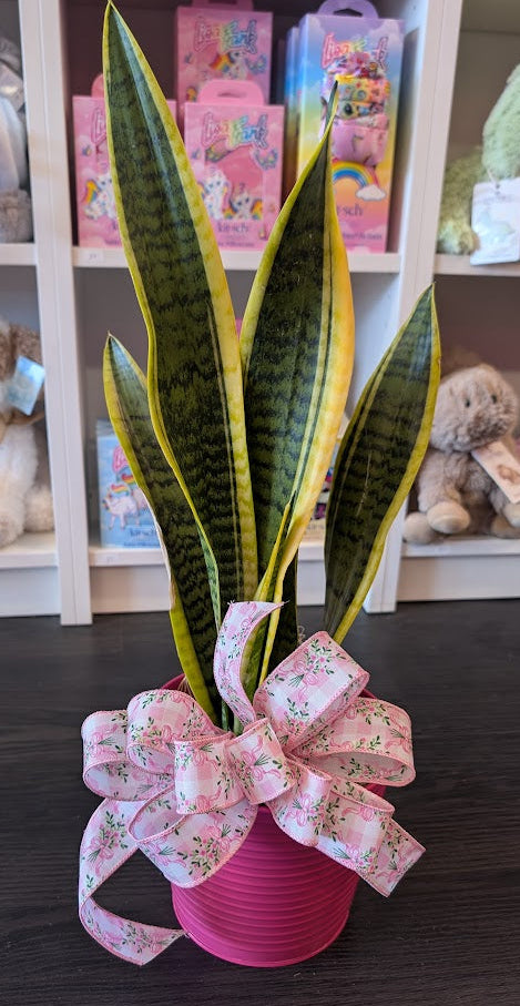 Snake plant