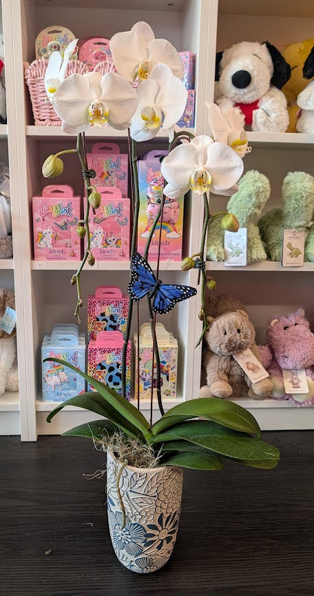 White orchid in blue pot