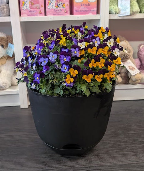 Color bowl in black outdoor pot